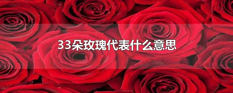 33朵玫瑰代表什么意思