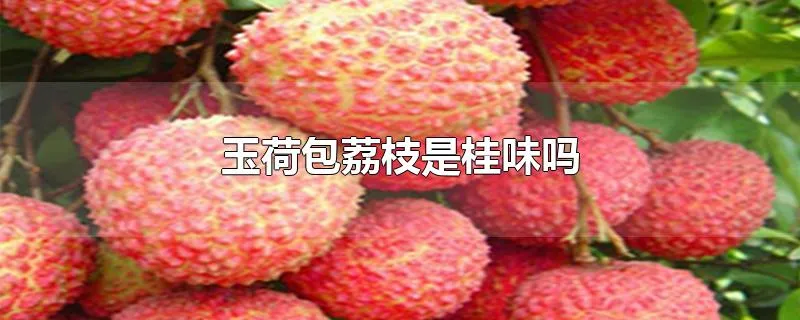 玉荷包荔枝是桂味吗