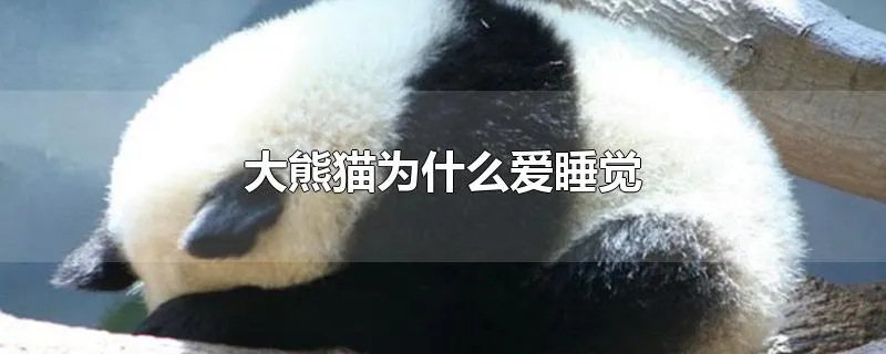 大熊猫为什么爱睡觉