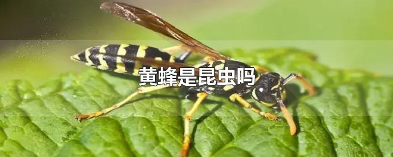 黄蜂是昆虫吗