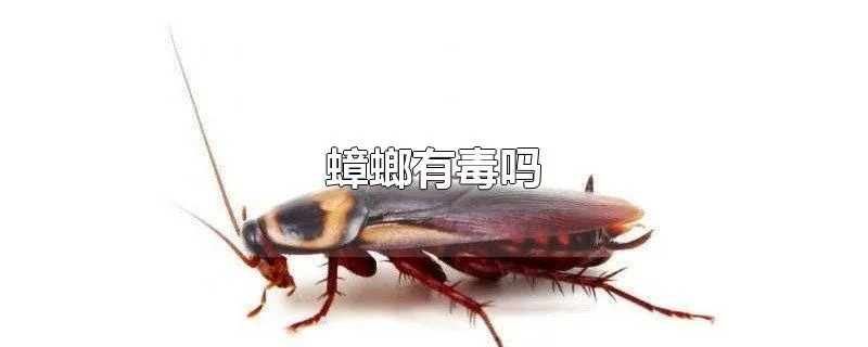 蟑螂有毒吗
