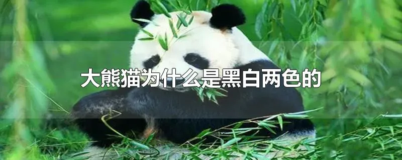 大熊猫为什么是黑白两色的