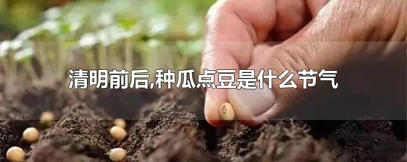 清明前后,种瓜点豆是什么节气