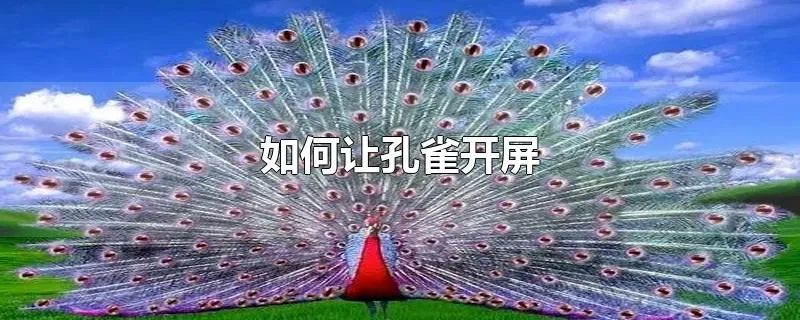 如何让孔雀开屏