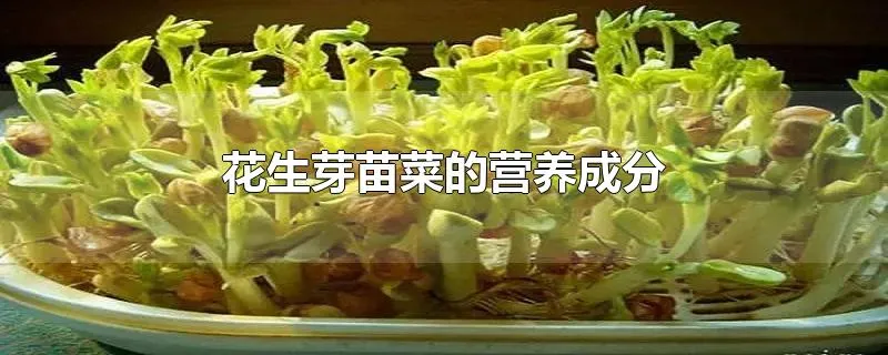 花生芽苗菜的营养成分