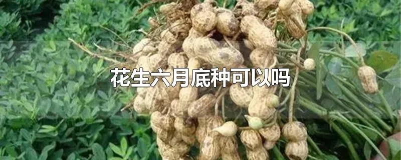 花生六月底种可以吗