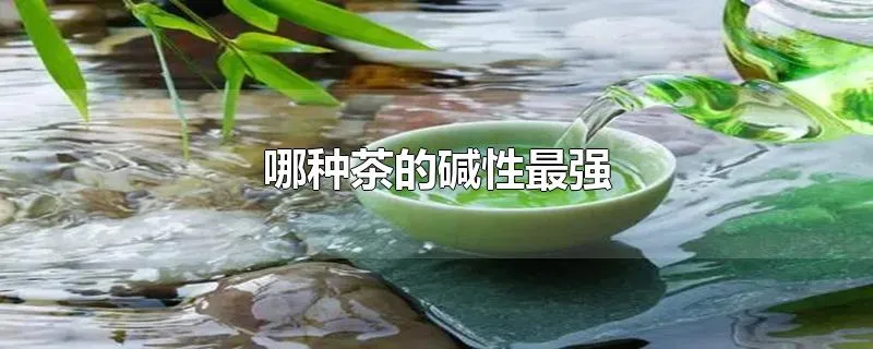 哪种茶的碱性最强