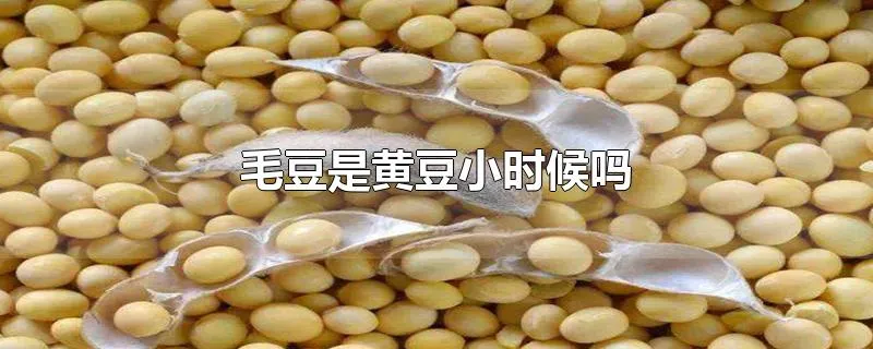 毛豆是黄豆小时候吗