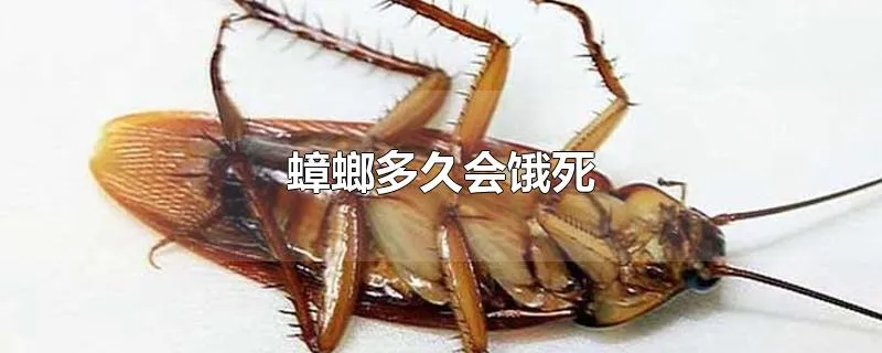 蟑螂多久会饿死