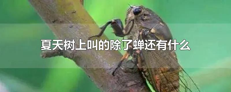 夏天树上叫的除了蝉还有什么