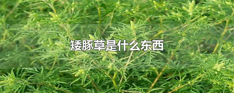 矮豚草是什么东西