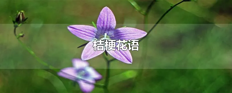 桔梗花语