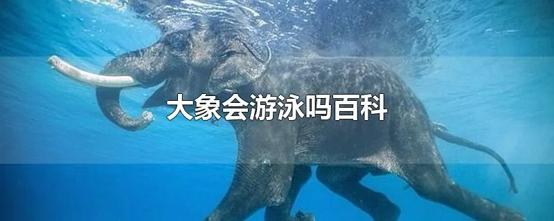 大象会游泳吗百科