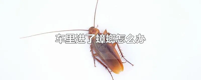 车里进了蟑螂怎么办