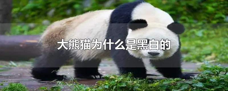 大熊猫为什么是黑白的