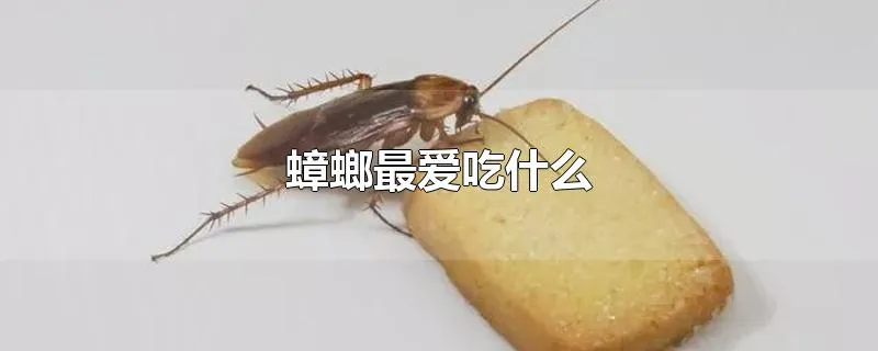 蟑螂最爱吃什么