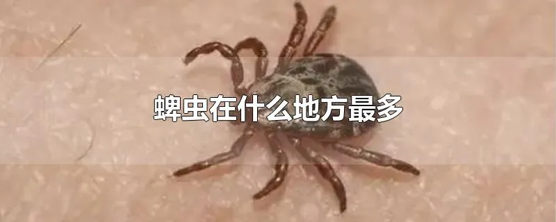 蜱虫在什么地方最多