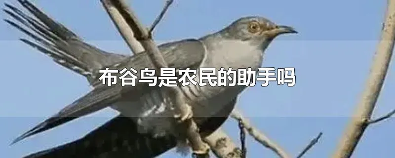 布谷鸟是农民的助手吗