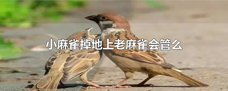 小麻雀掉地上老麻雀会管么