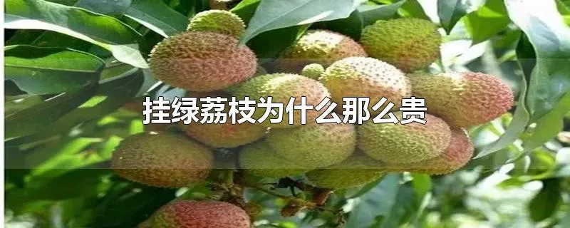 挂绿荔枝为什么那么贵