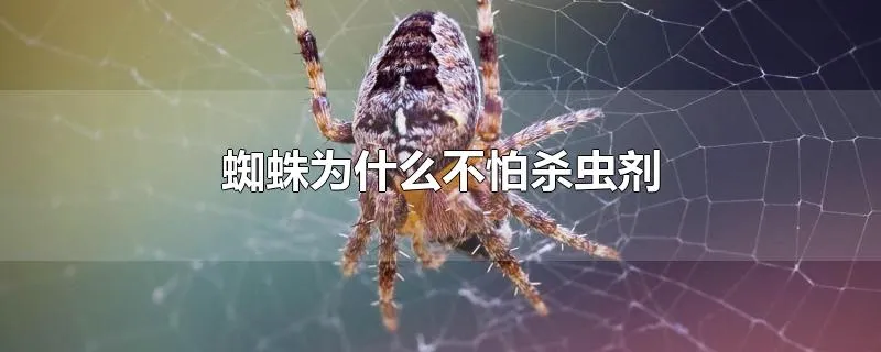 蜘蛛为什么不怕杀虫剂