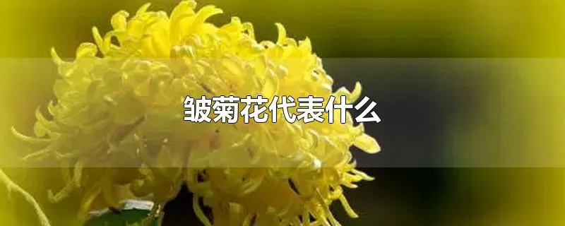 皱菊花代表什么