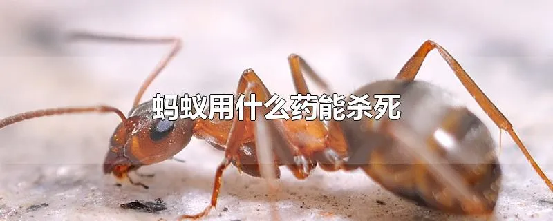 蚂蚁用什么药能杀死