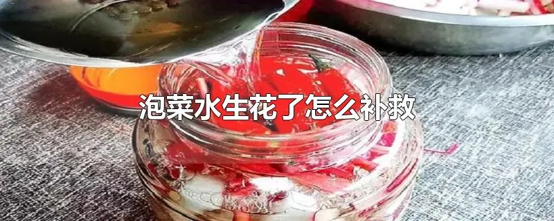 泡菜水生花了怎么补救