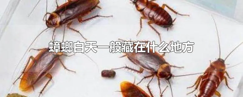 蟑螂白天一般藏在什么地方