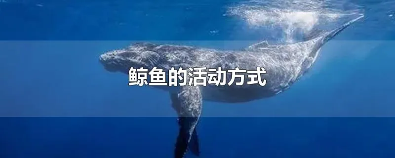 鲸鱼的活动方式