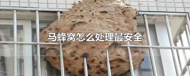 马蜂窝怎么处理最安全