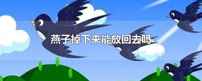 燕子掉下来能放回去吗