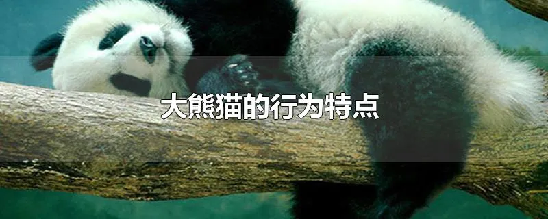 大熊猫的行为特点