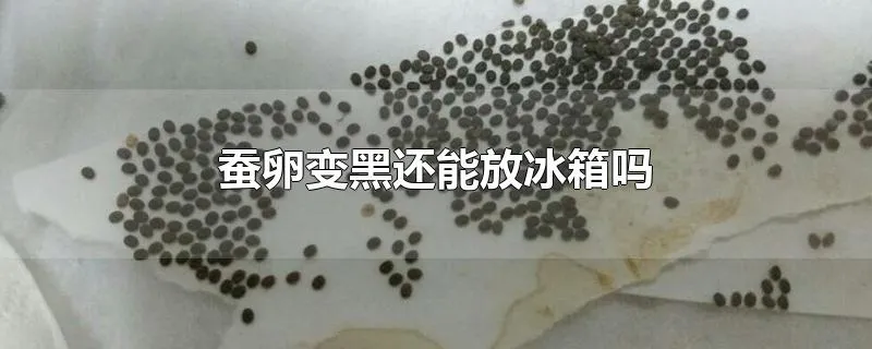 蚕卵变黑还能放冰箱吗