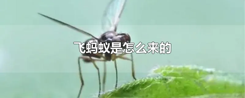 飞蚂蚁是怎么来的