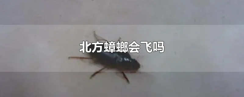 北方蟑螂会飞吗