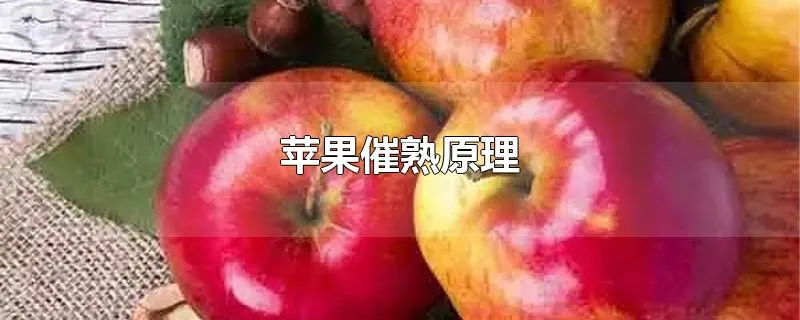 苹果催熟原理