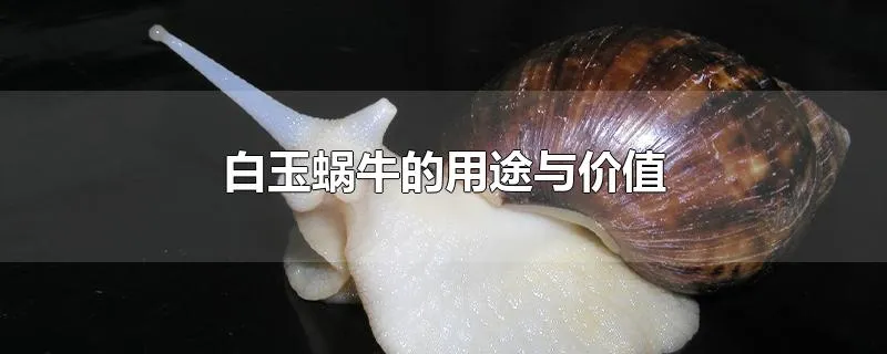 白玉蜗牛的用途与价值