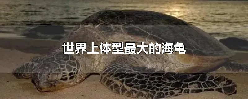 世界上体型最大的海龟