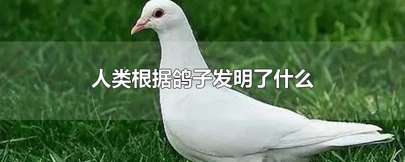 人类根据鸽子发明了什么