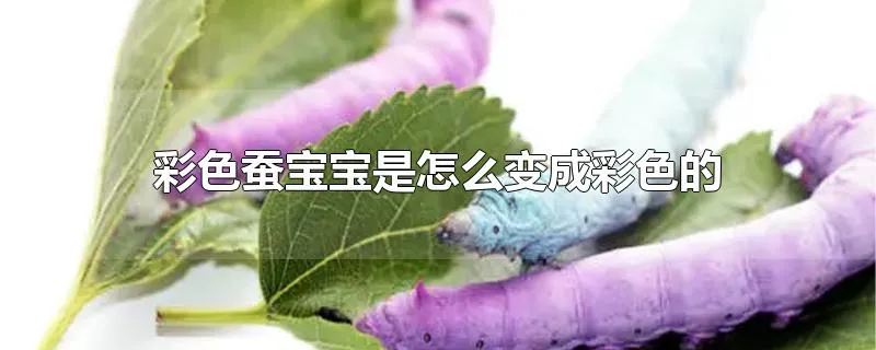 彩色蚕宝宝是怎么变成彩色的