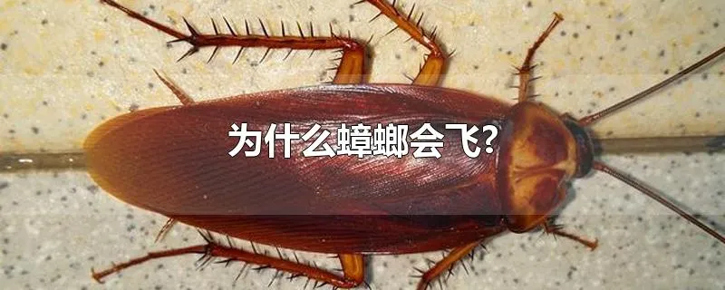 为什么蟑螂会飞?