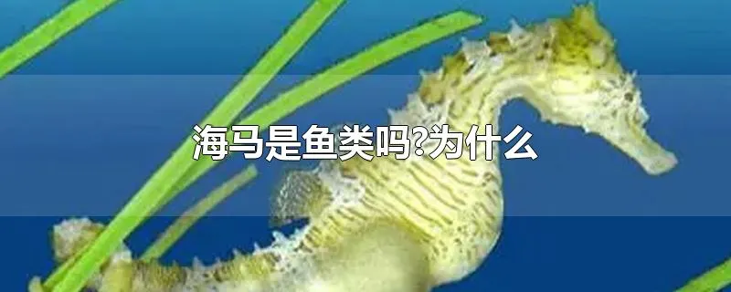 海马是鱼类吗?为什么