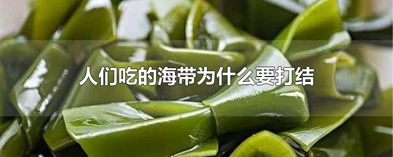 人们吃的海带为什么要打结