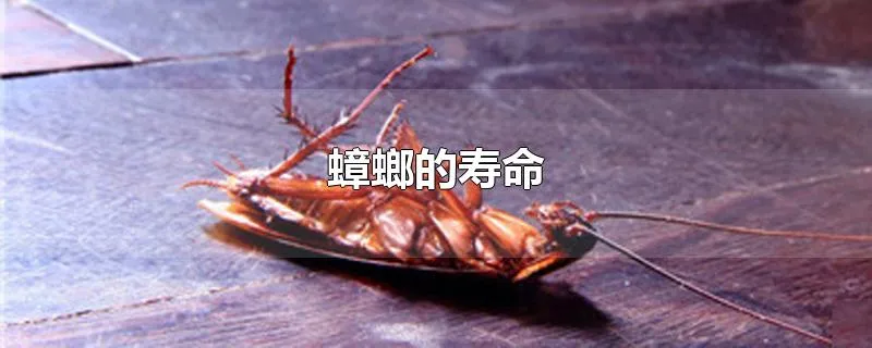 蟑螂的寿命