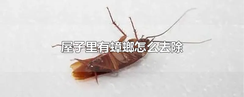 屋子里有蟑螂怎么去除