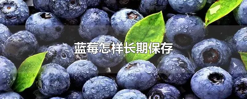 蓝莓怎样长期保存