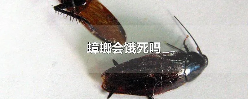 蟑螂会饿死吗