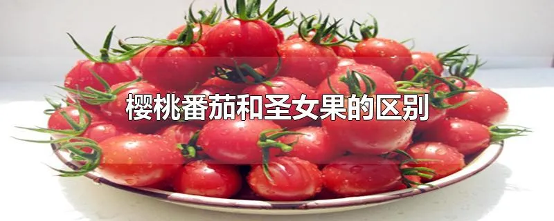 樱桃番茄和圣女果的区别