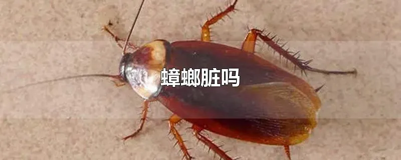 蟑螂脏吗